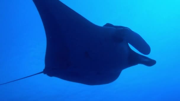 Gigantické Black Oceanic Manta ryby plovoucí na pozadí modré vody — Stock video
