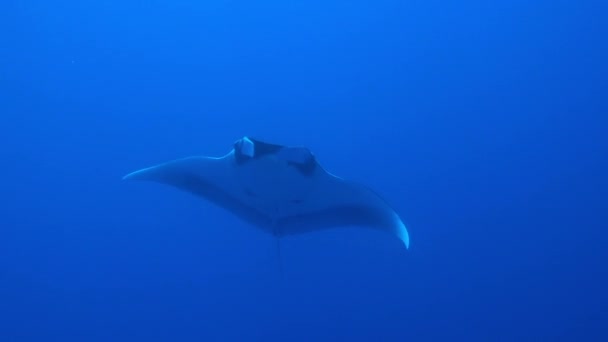 Gigantesco pez Manta Oceánica Negra flotando sobre un fondo de agua azul — Vídeo de stock