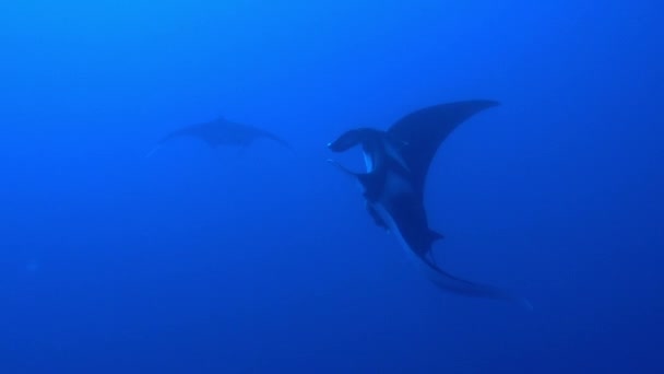 Gigantisk svart Oceanic Manta fisk flyter på en bakgrund av blått vatten — Stockvideo