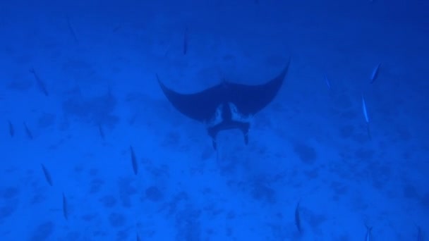 Gigantické Black Oceanic Manta ryby plovoucí na pozadí modré vody — Stock video