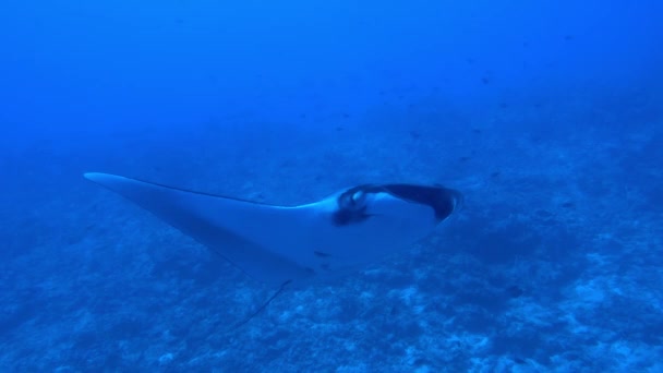 Γιγάντιο μαύρο Oceanic Manta Ray ψάρι που επιπλέει σε φόντο γαλάζιου νερού — Αρχείο Βίντεο