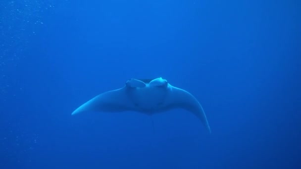 Gigantischer schwarzer ozeanischer Manta-Fisch, der vor blauem Wasser schwimmt — Stockvideo