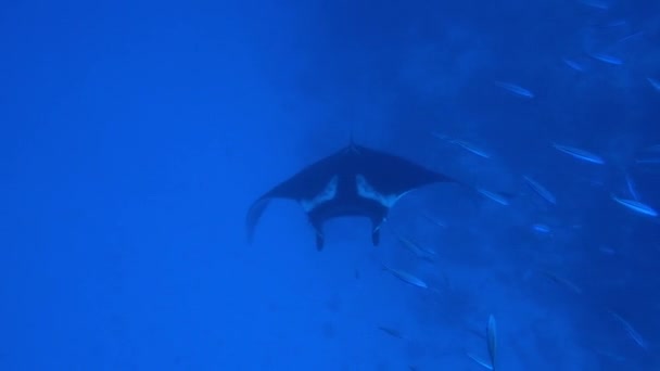 Gigantesco pez Manta Ray negro oceánico flotando sobre un fondo de agua azul — Vídeos de Stock