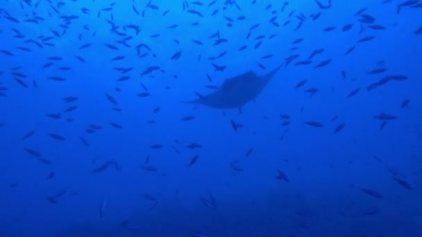 Gigantischer schwarzer ozeanischer Manta-Fisch, der vor blauem Wasser schwimmt — Stockvideo