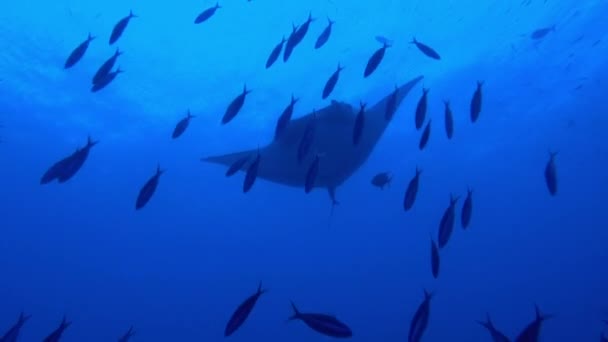 Gigantické Black Oceanic Manta Ray ryby plovoucí na pozadí modré vody — Stock video