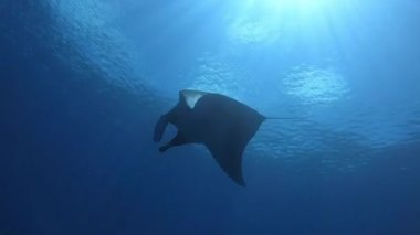 Devasa Siyah Okyanus Manta balığı mavi sularda yüzüyor.