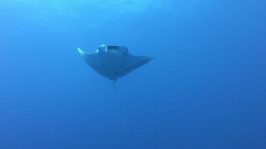 Devasa Siyah Okyanus Manta balığı mavi sularda yüzüyor.
