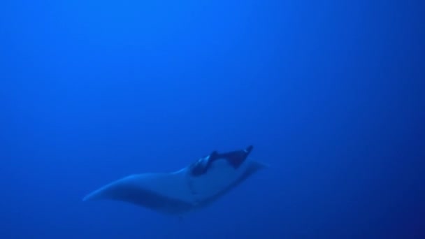 Gigantisk svart Oceanic Manta fisk flyter på en bakgrund av blått vatten — Stockvideo