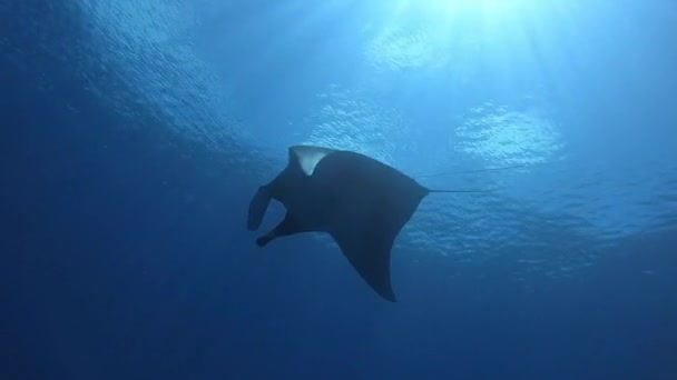 在蓝水的背景下漂浮着的巨大的黑海曼塔鱼 — 图库视频影像