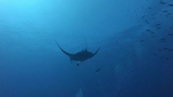 Manta Oceânica Negra flutuando em um fundo de água azul — Vídeo de Stock
