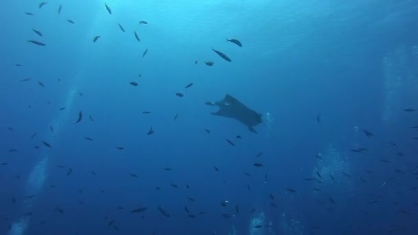 Gigantesco pez Manta Oceánica Negra flotando sobre un fondo de agua azul — Vídeo de stock