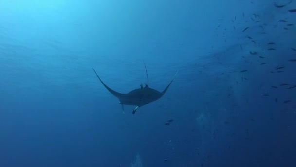 Manta Oceánica Negra flotando sobre un fondo de agua azul — Vídeos de Stock
