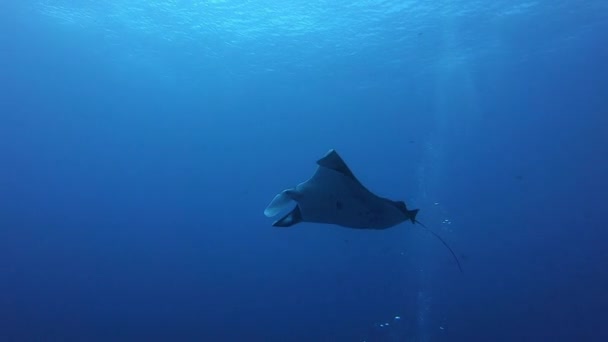 Гигантская черно-океаническая манта-рыба, плавающая на фоне голубой воды — стоковое видео