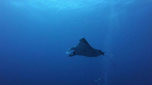 Gigantesco pez Manta Oceánica Negra flotando sobre un fondo de agua azul — Vídeo de stock