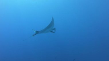 Mavi sularda yüzen Siyah Okyanus Mantası