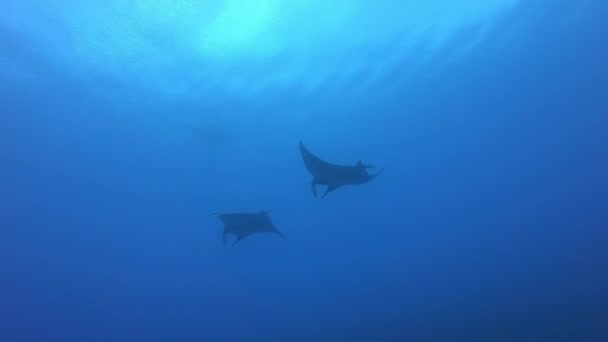 Gigantické Black Oceanic Manta ryby plovoucí na pozadí modré vody — Stock video