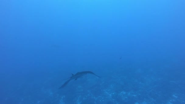 Черная Манта плавает на фоне голубой воды — стоковое видео