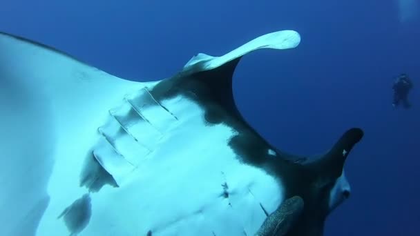 Black Oceanic Manta floating on a background of blue water — Stock Video