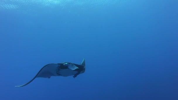 Gigantisk svart Oceanic Manta fisk flyter på en bakgrund av blått vatten — Stockvideo