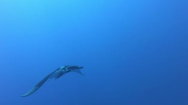 Mavi sularda yüzen Siyah Okyanus Mantası