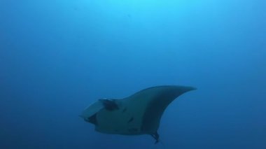 Mavi sularda yüzen Siyah Okyanus Mantası