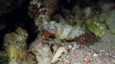 Küçük ve sivri bir kızıl deniz firavunu mürekkep balığı.