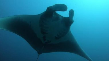 Devasa Siyah Okyanus Manta balığı mavi sularda yüzüyor.