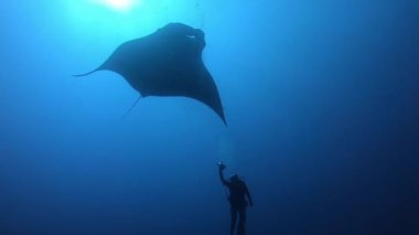 Mavi sularda yüzen Siyah Okyanus Mantası
