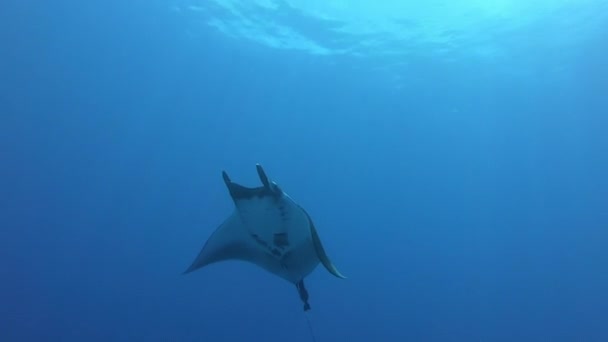 Gigantesco nero Oceanic Manta pesce galleggiante su uno sfondo di acqua blu — Video Stock