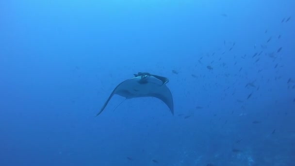 Manta Océanique Noire flottant sur un fond d'eau bleue — Video