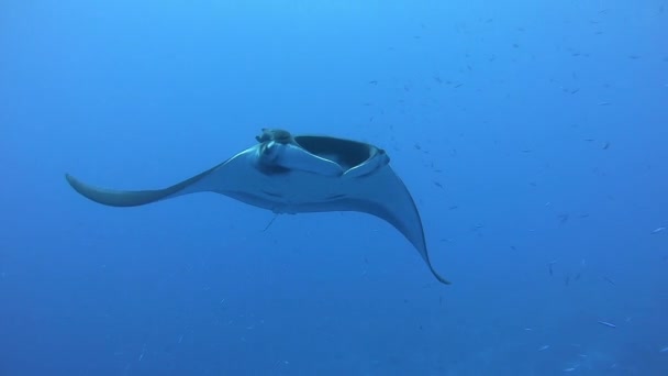 Czarna Manta Oceaniczna unosząca się na tle błękitnej wody — Wideo stockowe