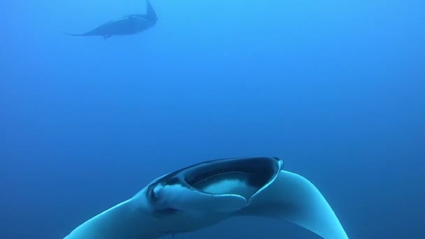 Black Oceanic Manta flyter på en bakgrund av blått vatten — Stockvideo