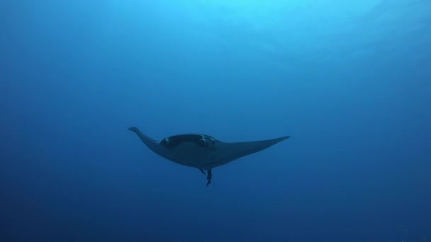 在蓝水的背景下漂浮着的巨大的黑海曼塔鱼 — 图库视频影像