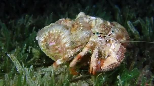 Eine große rosa Schmuckanemone Einsiedlerkrebs läuft. — Stockvideo