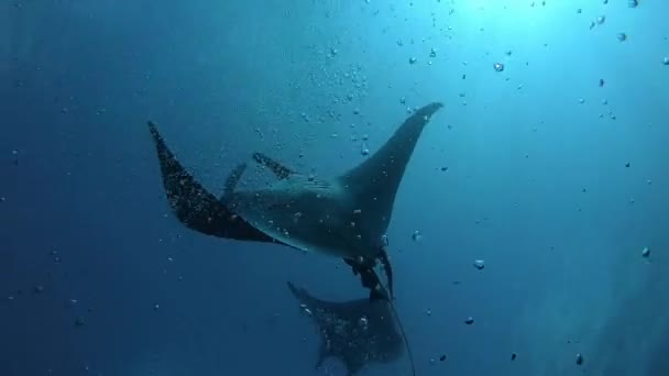 Gigantesco pez Manta Oceánica Negra flotando sobre un fondo de agua azul — Vídeo de stock