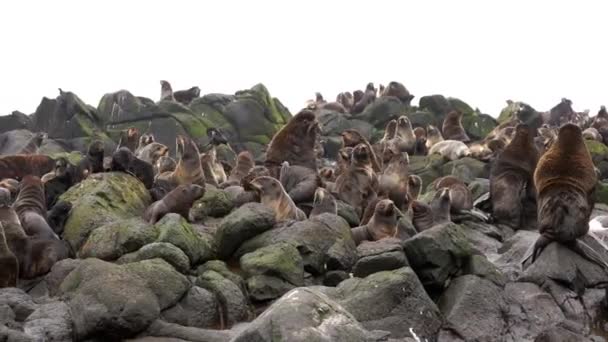 Familia de focas de piel Otariidae con sonido. — Vídeo de stock