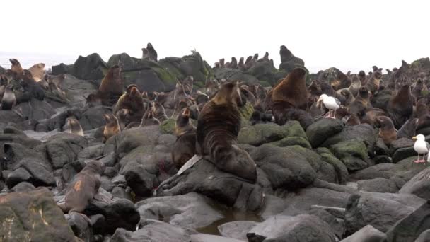Rodina tuleně ušatého Otariidae se zvukem. — Stock video