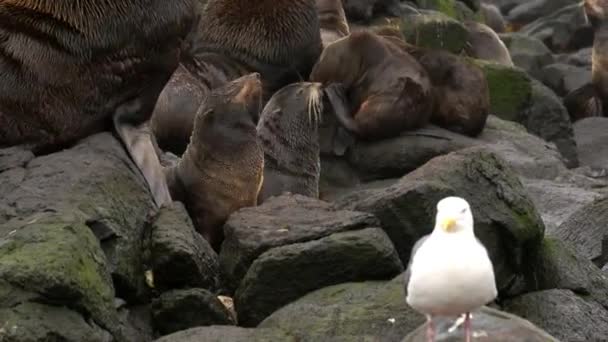 Птичья чайка на скалах рядом с тюленями со звуком. — стоковое видео