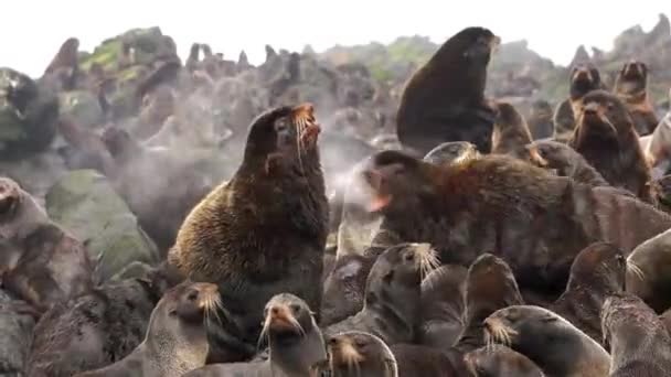 Vídeo com ruído de fundo sobre ataque de foca de pele. — Vídeo de Stock