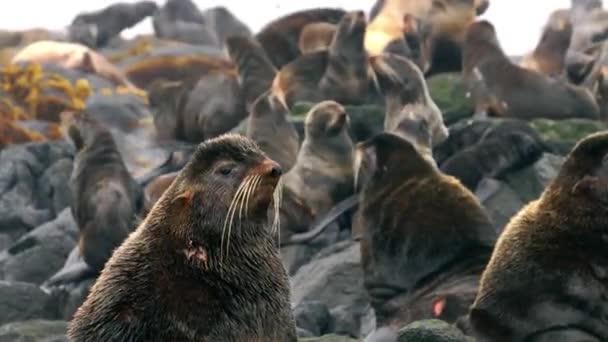 Video con suono di gruppo di animale di foca di pelo del nord vicino a Mare di Okhotsk. — Video Stock