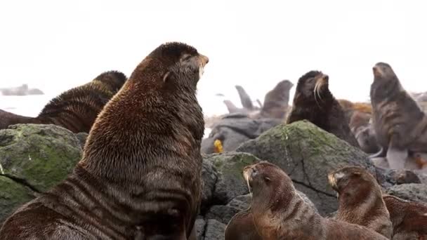 Група північних тюленів на узбережжі Охотського моря. — стокове відео