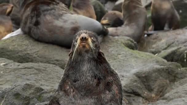 Portrait of male north fur seal animal. — Stok Video