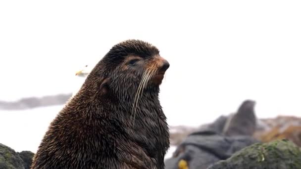 Vídeo com som sobre retrato de animal de foca de pele do norte masculino. — Vídeo de Stock