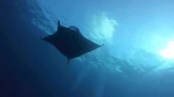 Gigantischer schwarzer ozeanischer Manta-Fisch, der vor blauem Wasser schwimmt — Stockvideo