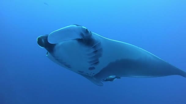 Gigantesco nero Oceanic Manta pesce galleggiante su uno sfondo di acqua blu — Video Stock