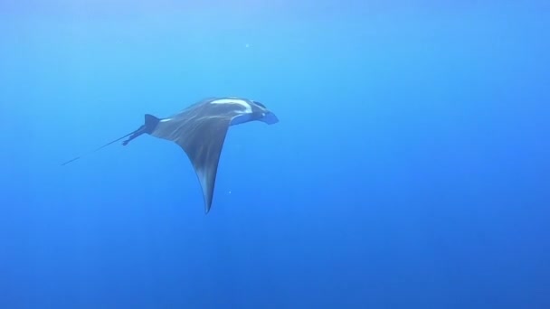 Gigantesco pez Manta Oceánica Negra flotando sobre un fondo de agua azul — Vídeos de Stock