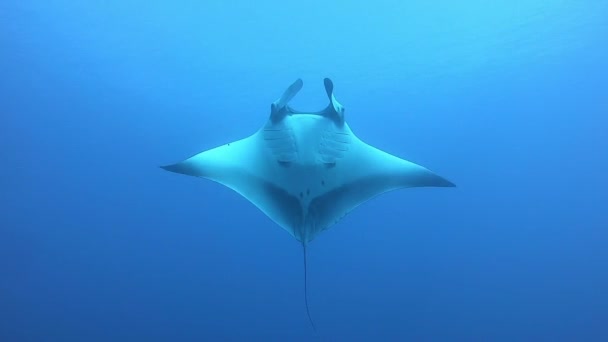 Gigantischer schwarzer ozeanischer Manta-Fisch, der vor blauem Wasser schwimmt — Stockvideo