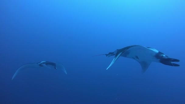 Black Oceanic Manta floating on a background of blue water — Stock Video