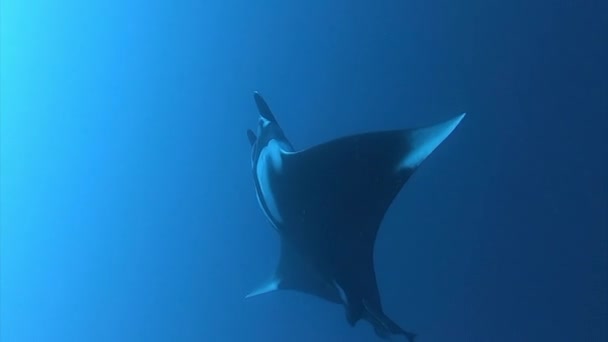 Schwarzer ozeanischer Manta schwimmt auf blauem Wasser — Stockvideo