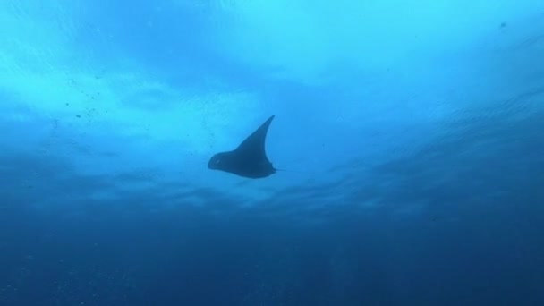 Manta Oceánica Negra flotando sobre un fondo de agua azul — Vídeos de Stock